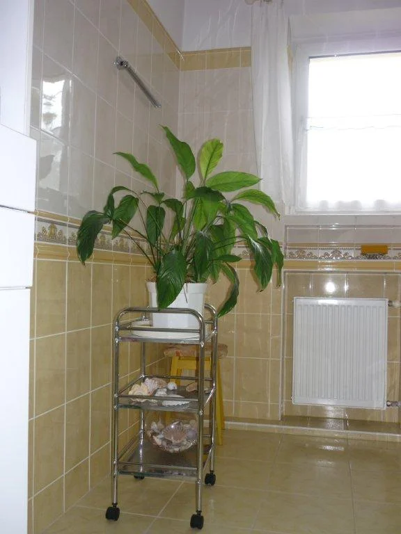 Zdjęcie z galerii